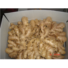 2014 Nouvelle Crop China Fresh vente chaude de gingembre